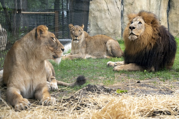 Lion kills OAU zoo keeper while feeding animals