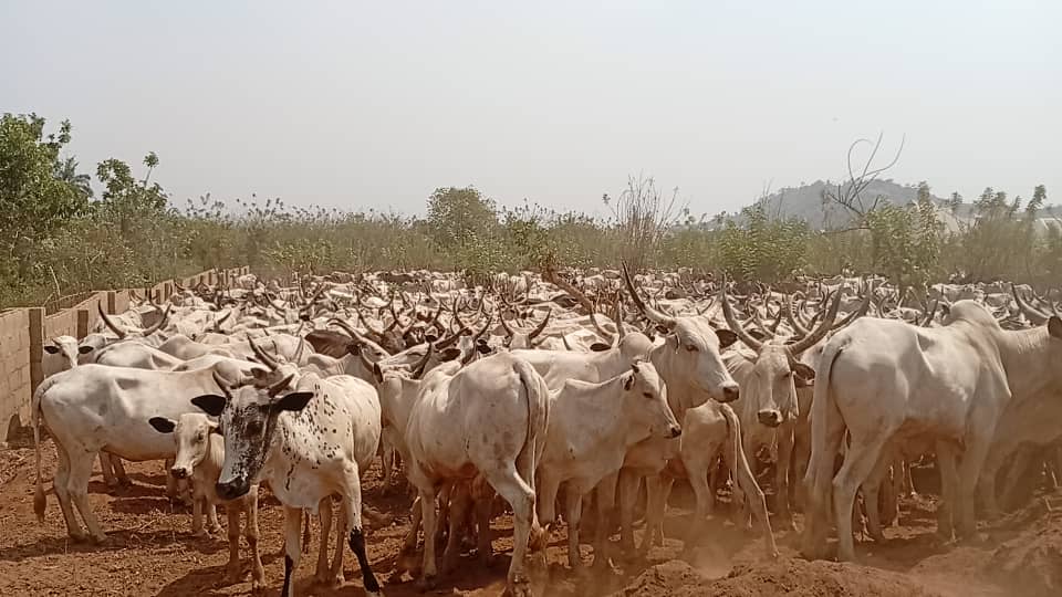Police recover 558 cattles from suspected cattle rustlers in Ekiti