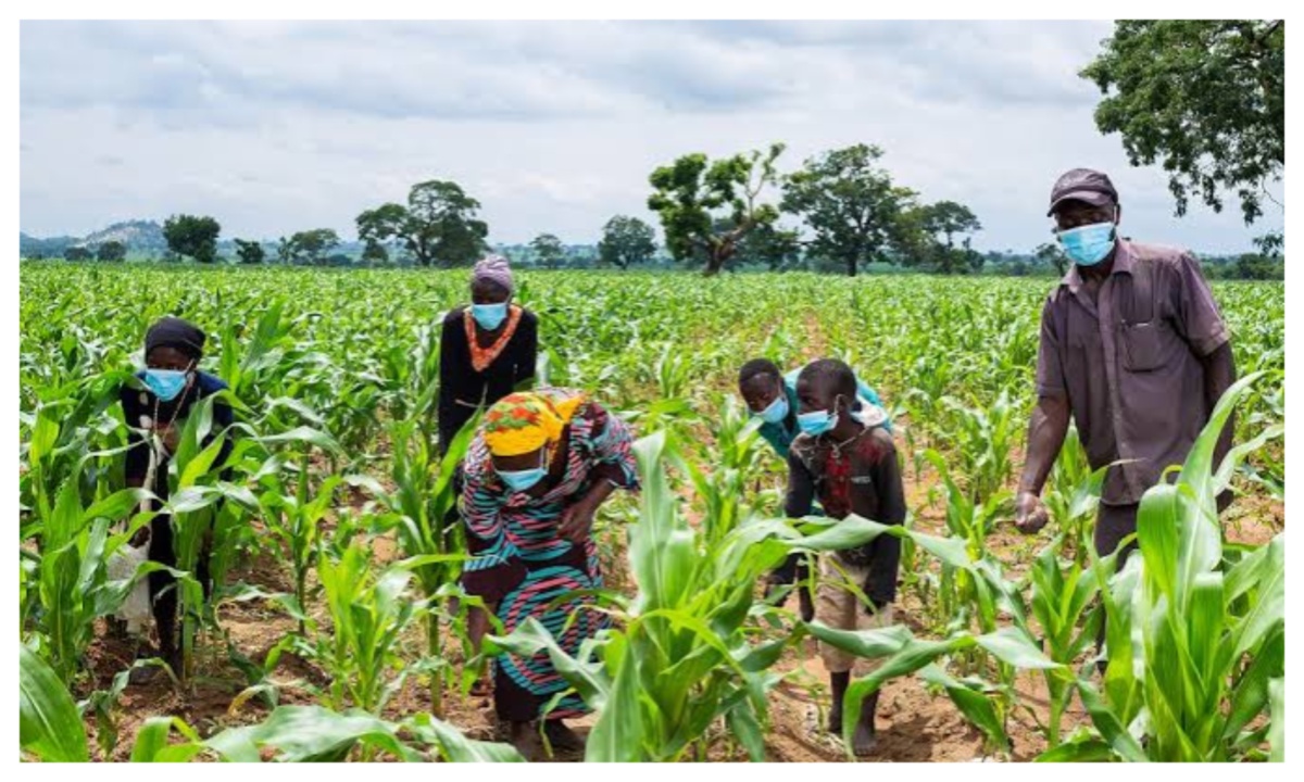 Inconsistent rainfall may affect food harvests â€“ Experts warn