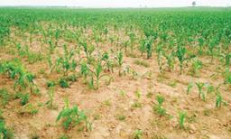 Bandits driving us away from our farms – Plateau farmers lament