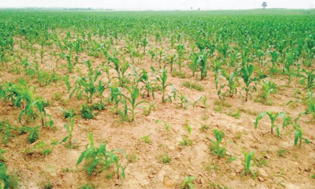 Bandits driving us away from our farms – Plateau farmers lament