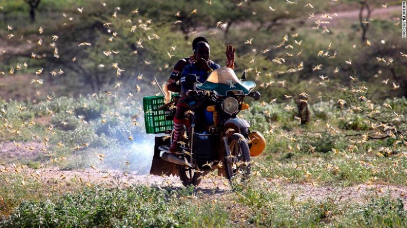 East Africa is suffering its worst invasion of desert locusts in 25 years