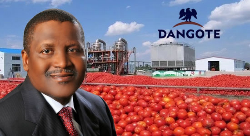 Dangote tomato company resumes production in Kano
