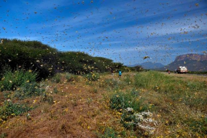 Bill Gates donates $10m to fight locusts in East Africa