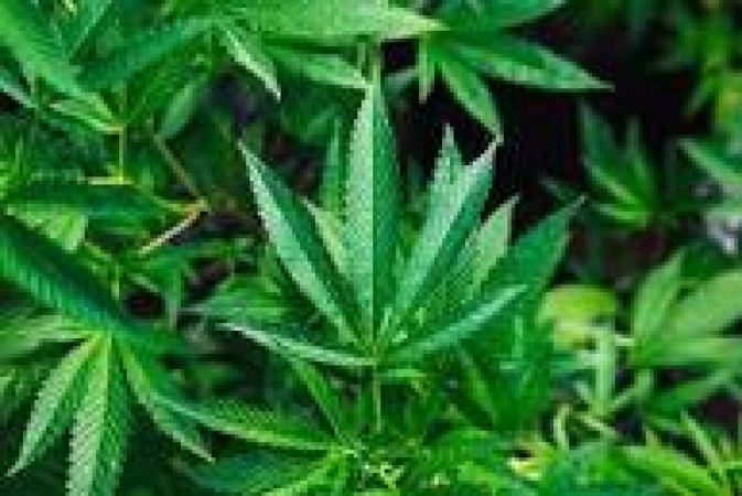Malawi legalises growing of cannabis