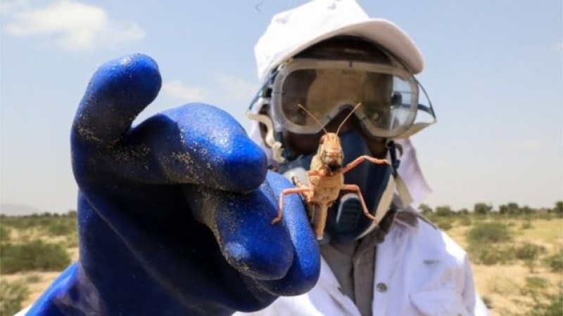How do you fight a locust invasion amid coronavirus?
