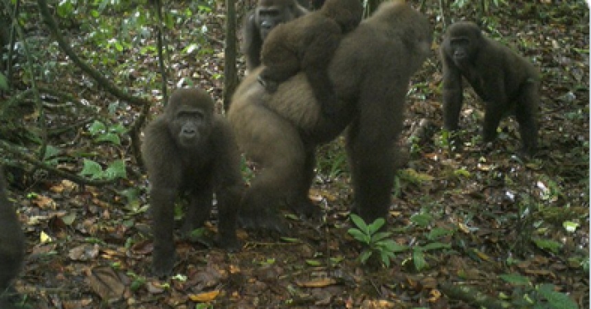 Rare Nigeria gorillas with babies revealed on camera