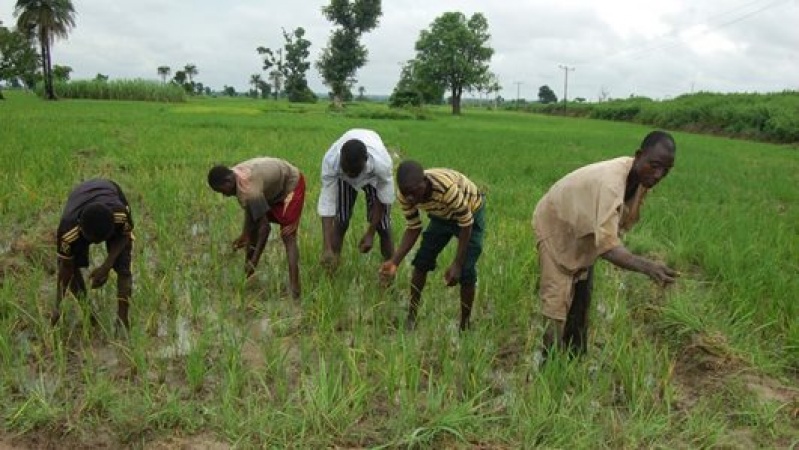  Loan recovery flops as Anchor Borrowersâ€™ scheme gulps N240b