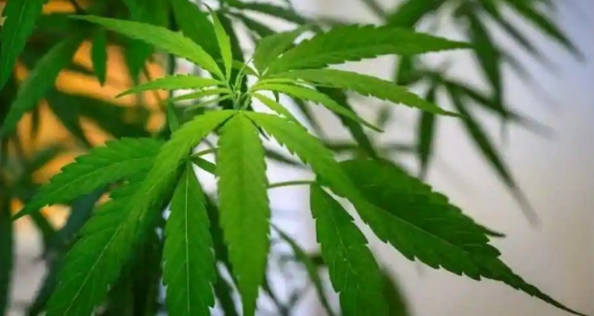 A modified strain of cannabis was recently able to kill cancer cells