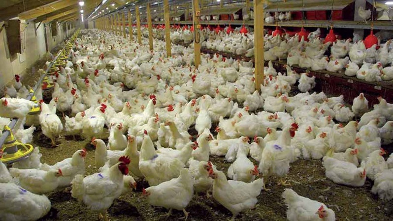 Poultry industry may shut down by January