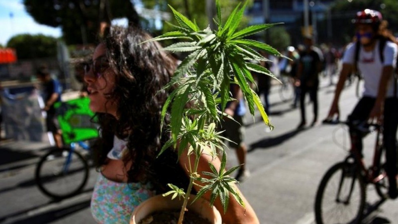 Mexico marijuana: Lower house passes recreational cannabis bill