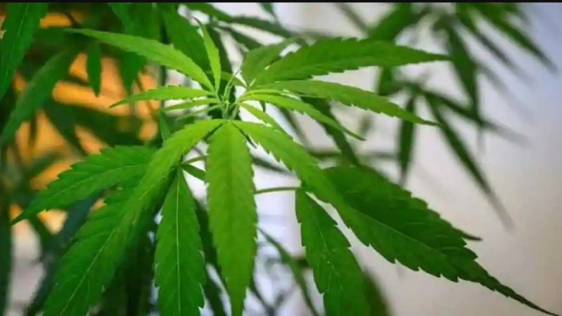 High hopes as North Macedonia eyes cannabis potential