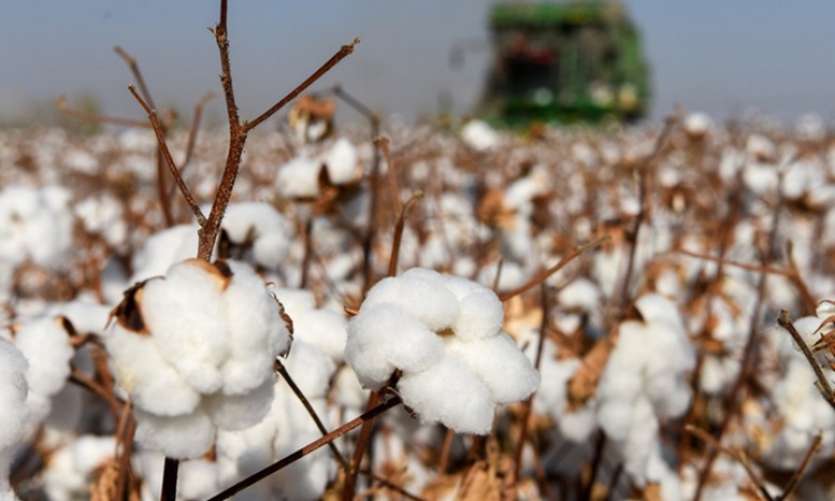 China Cotton Association welcomes overseas industry organizations, brands to Xinjiang