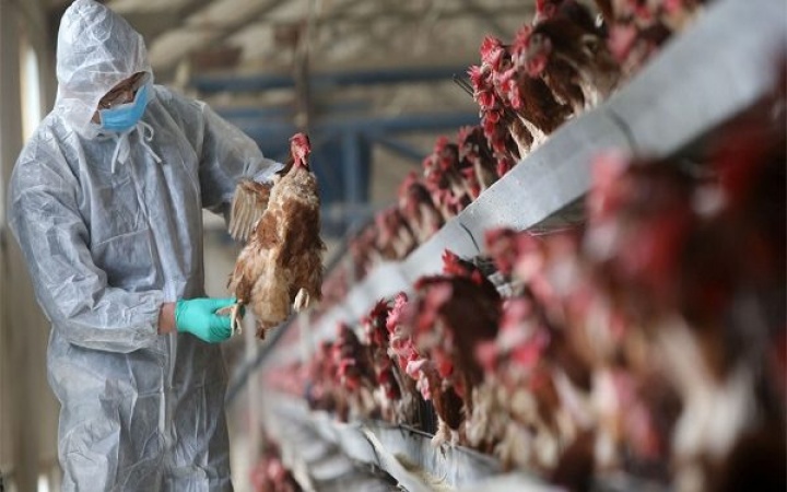 Bird flu hits Kano, Kaduna, Benue, four other states