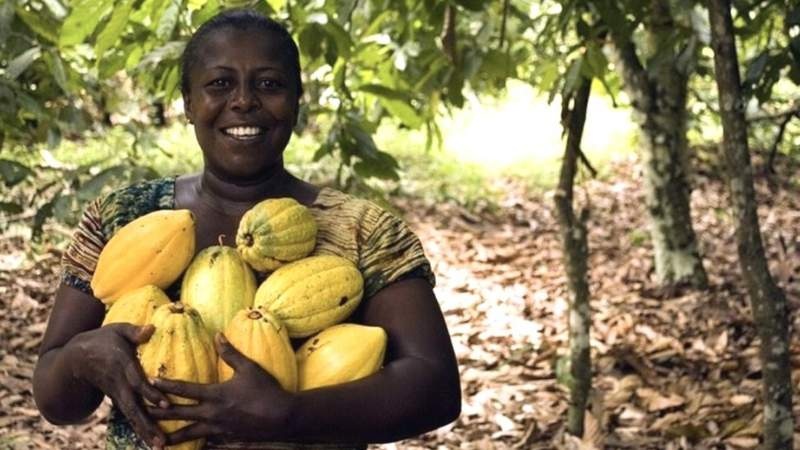 Ghana's farmers eye sweet success from chocolate