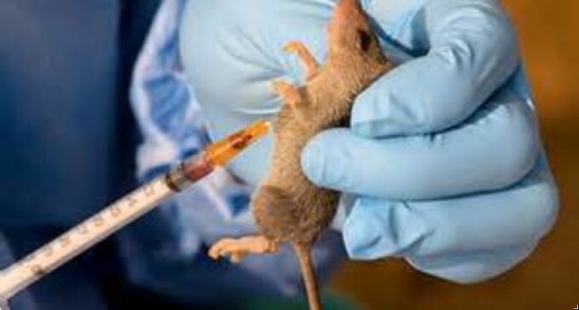 Lassa fever death toll hits 102 â€” and 510 cases confirmed