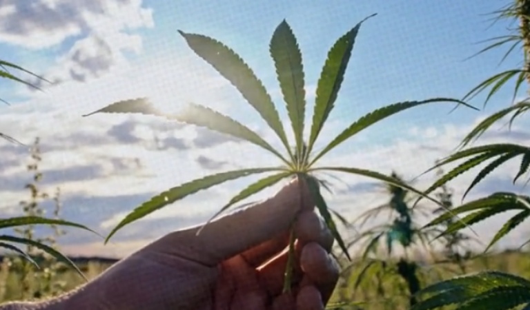 Mississippi becomes 37th state to legalize medical marijuana