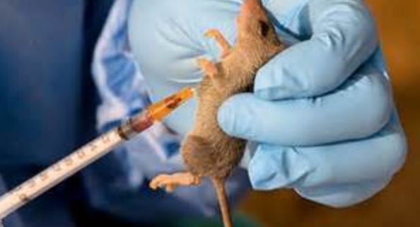 NMA: Lassa fever killed two doctors in Oyo within 72 hours