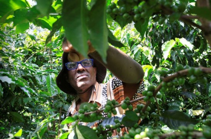 Coffee trade risks disruption in July as new rules start