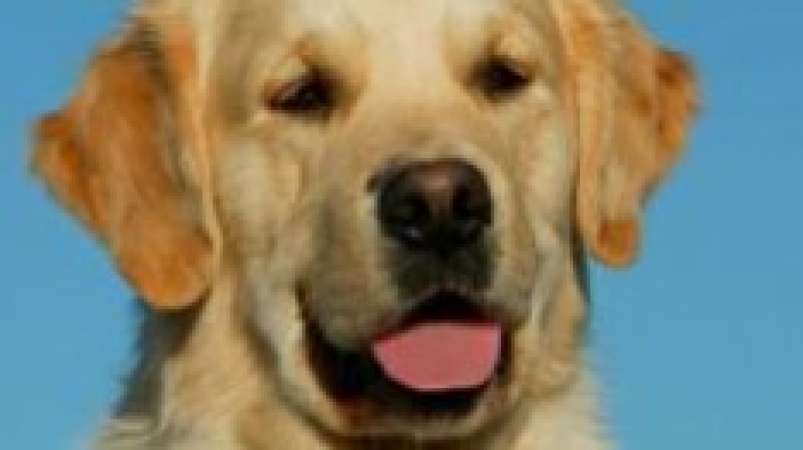 Nigerian police bar dogs from polling stations