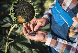 FG partners Atlanta to export sunflower, jatropha seeds