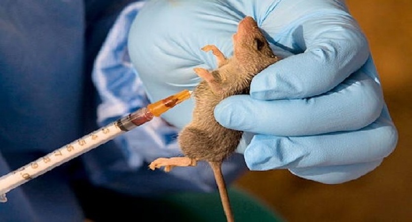 Lassa Fever Kills Pregnant Woman, Two Doctors In Kano