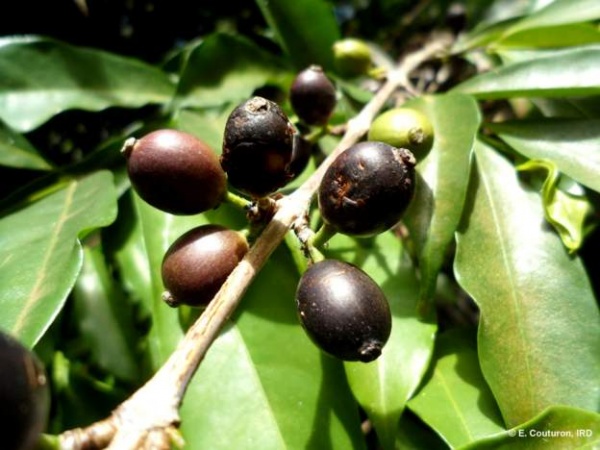 'Forgotten' coffee plant re-discovered in West Africa